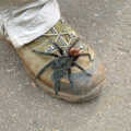 tarantulai ir baime.jpg